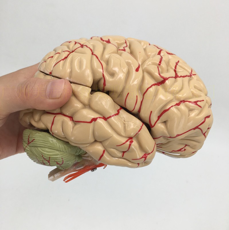 Brain Anatomy Model Brain Stem Brain Cerebellum Structure