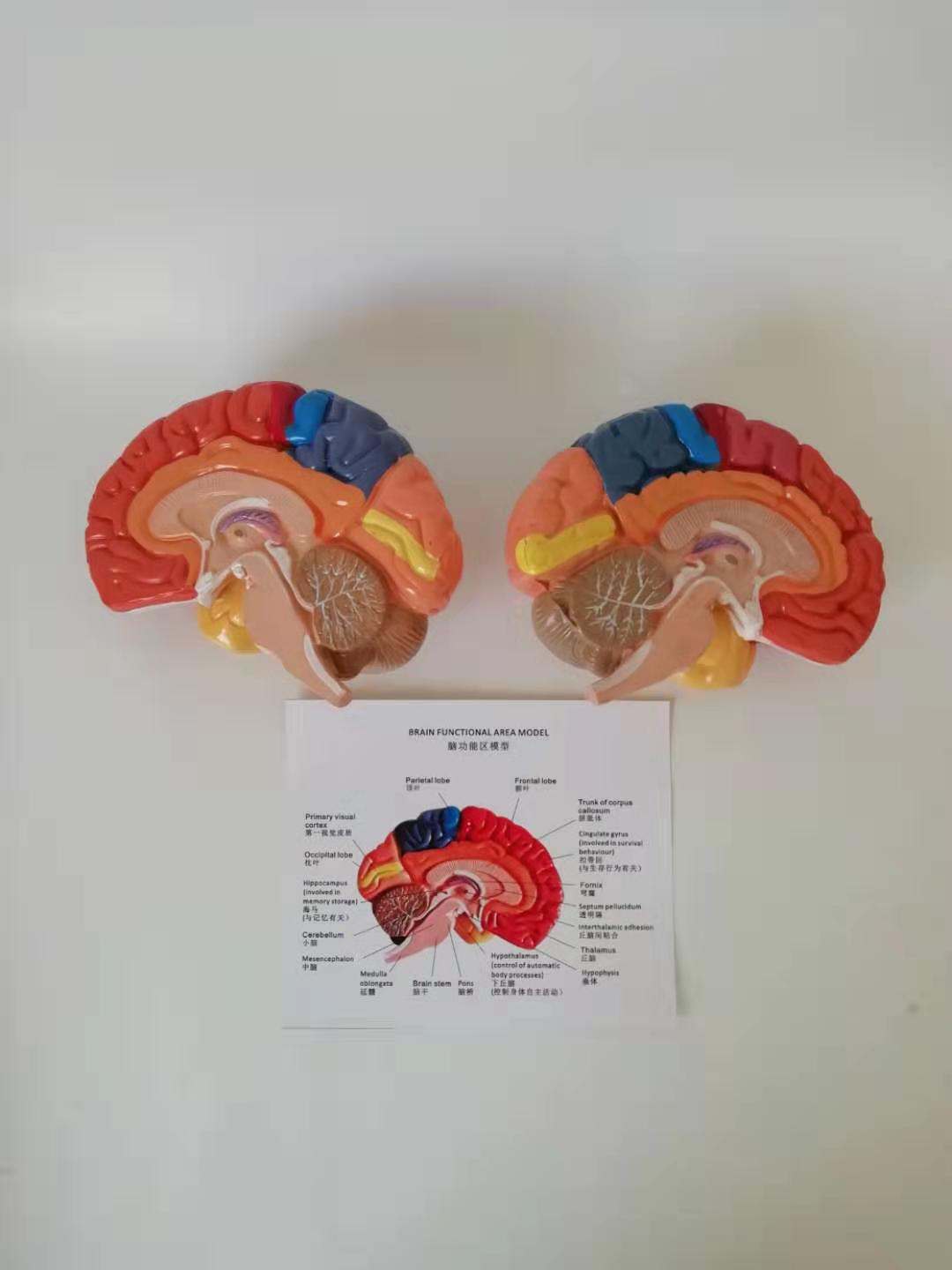 Human brain anatomical model cerebral artery model (image)