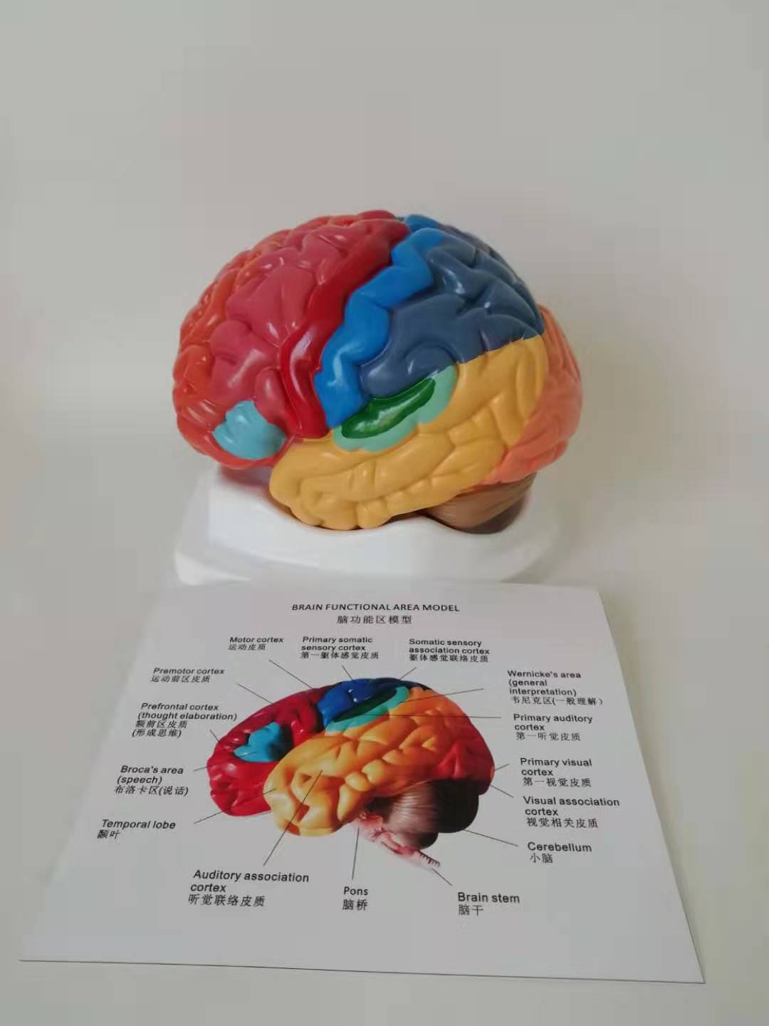 Human brain anatomical model cerebral artery model (image)