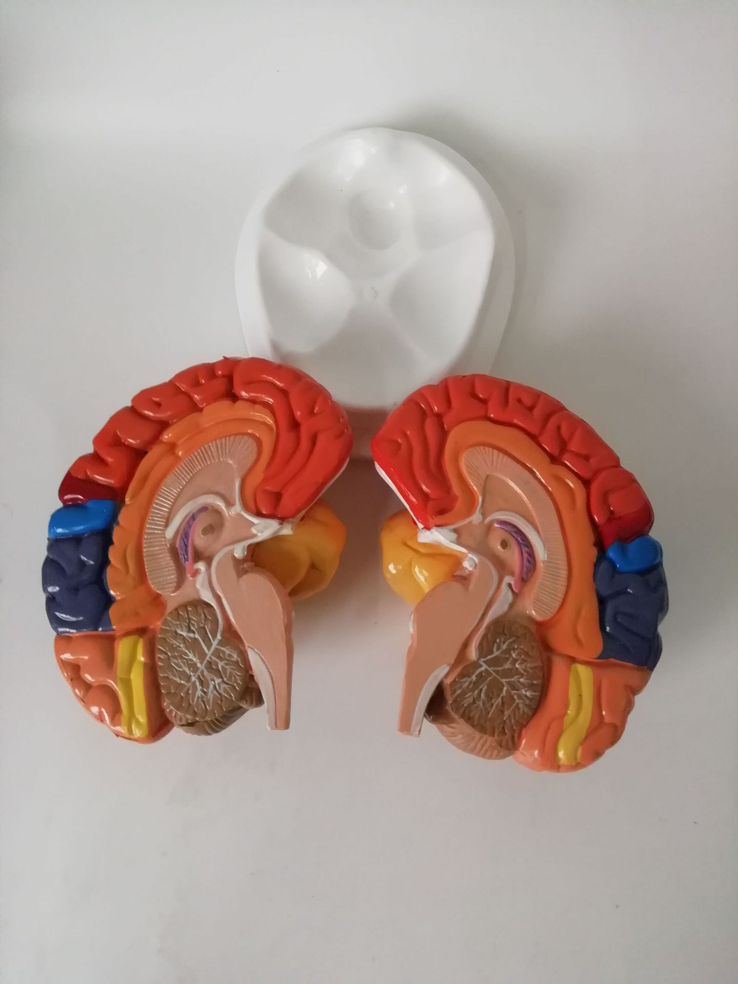 Human brain anatomical model cerebral artery model (image)