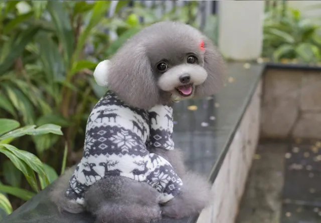 Fawn pet four legged dog clothes Gray - Shop at LoveMi