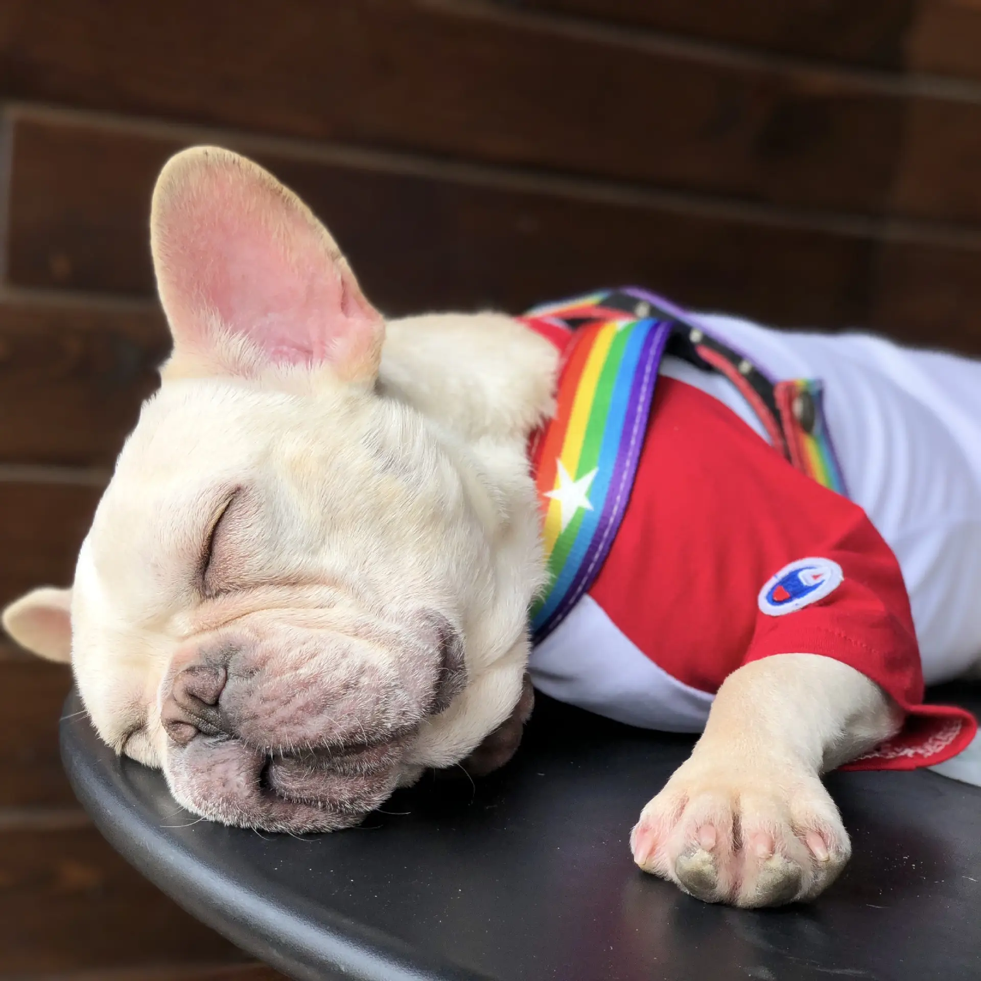 Rainbow cool dog chain leash