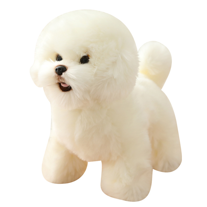 Bichon Frise