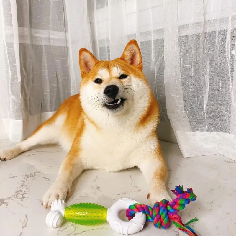 Interaction with the same Shiba Inu molar training toy