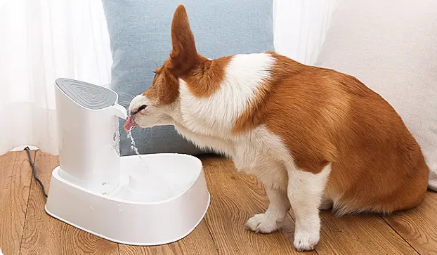 Pet dog water dispenser cat