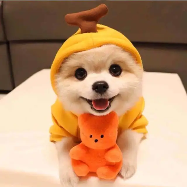Fruit Dog Clothes Two legged Hooded Outfits Green Fleece Clothing Autumn Winter Hoodies Yellow - Shop at LoveMi