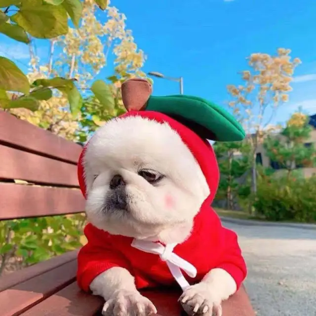 Fruit Dog Clothes Two legged Hooded Outfits Green Fleece Clothing Autumn Winter Hoodies Red - Shop at LoveMi