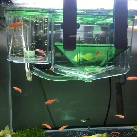 Hatching Box Guppy Sick Fish Isolation Box Fighting