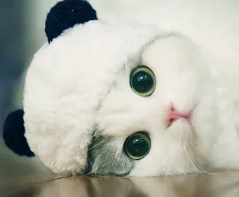 Panda costume pet hat - White