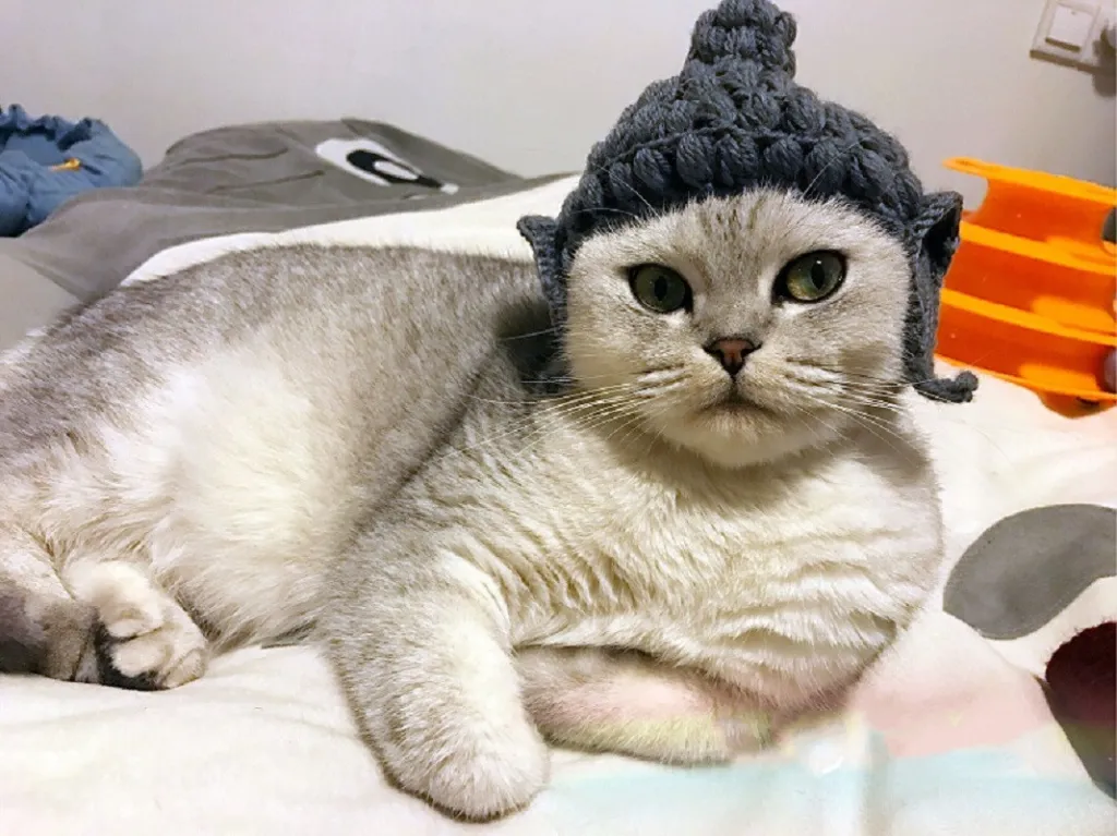 Buddha wool Cat Hat pet knitting hat cos hat - Grey