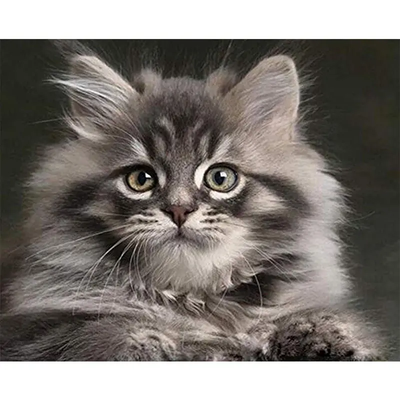 Digital oil painting diy cat