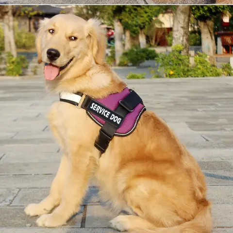 Labrador Dog Harness Leash
