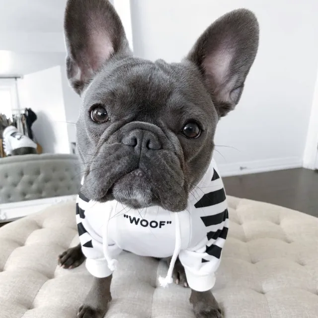 Corgi Schnauzer pet fashion brand three stripe dog sweater spoof autumn and winter sports dog clothes White - Shop at LoveMi