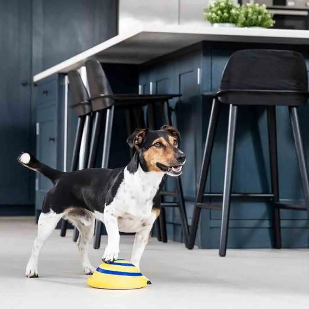 Sounding Disc Woof Glider Soft & Safe