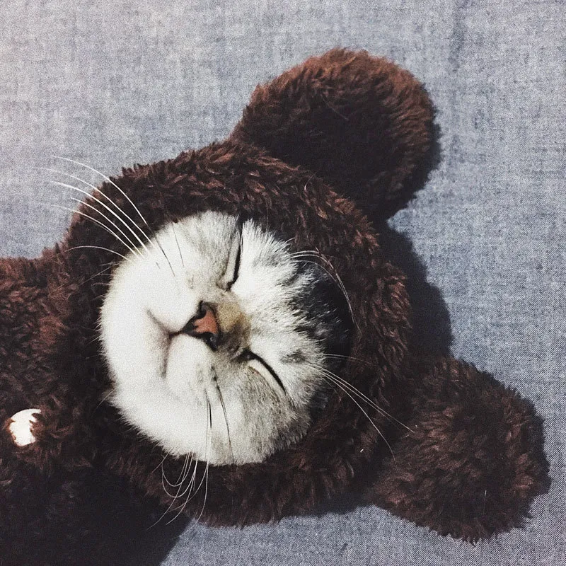 Cat clothes kitten cat cute funny pet - Brown