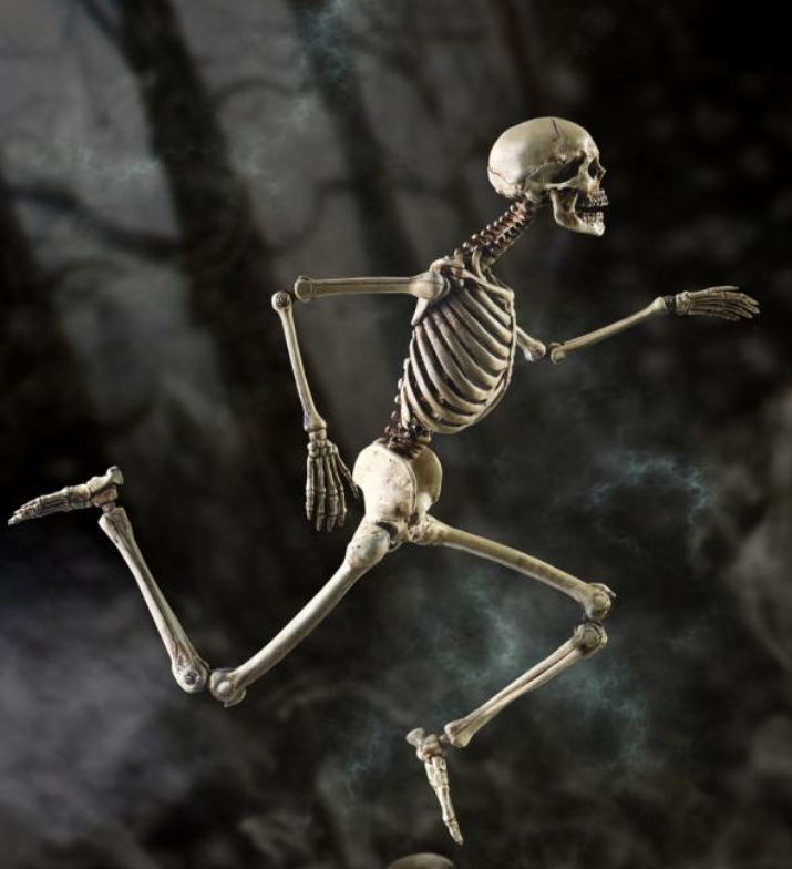 Mini skeleton model (As shown)