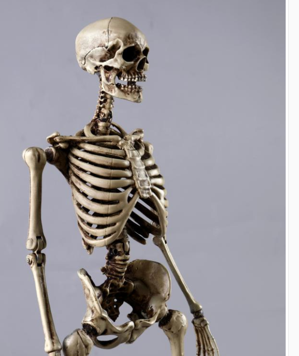 Mini skeleton model (As shown)