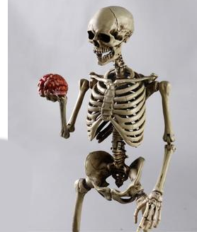 Mini skeleton model (As shown)