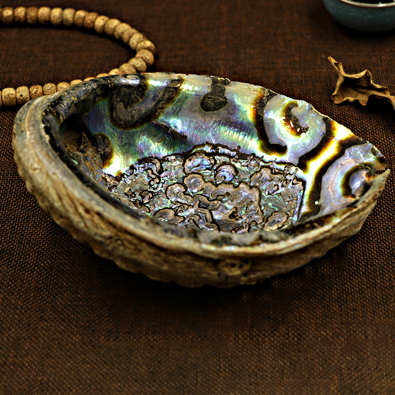 Abalone shell