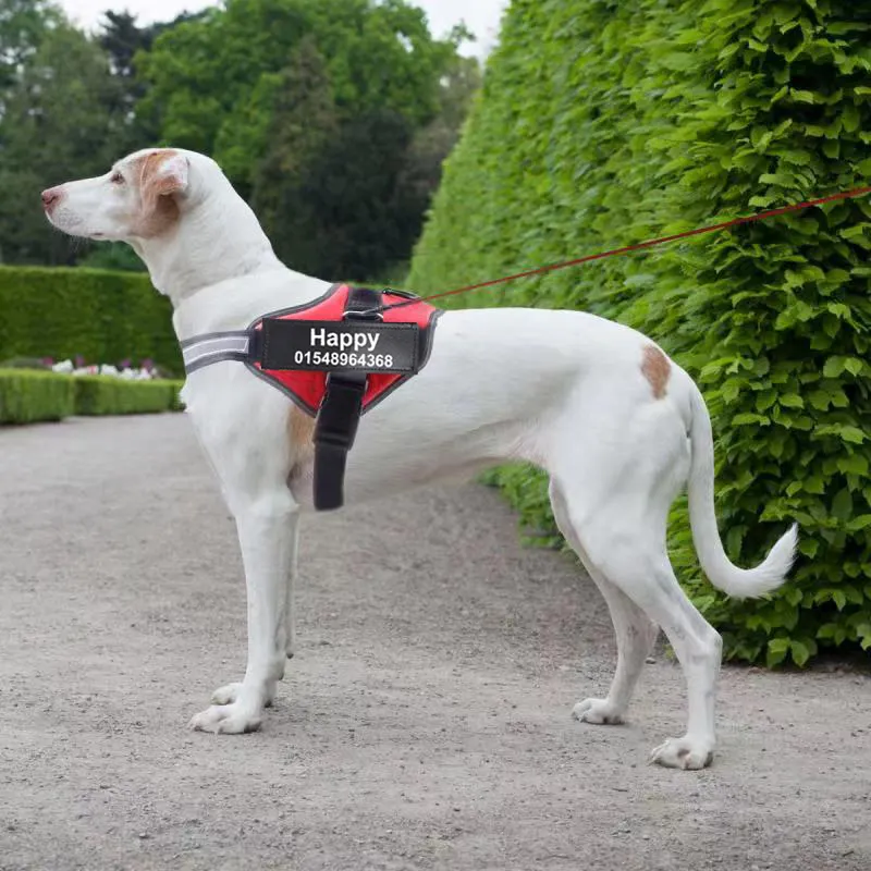 Personalized Custom Reflective Breathable Dog Harness NO