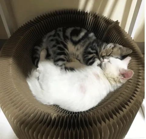 Deformed Cat Scratching Board
