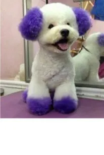 Personalized Dressing Up Dye For Dog Hair - Blue Dazzling Purple