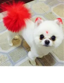 Personalized Dressing Up Dye For Dog Hair - Firework Red