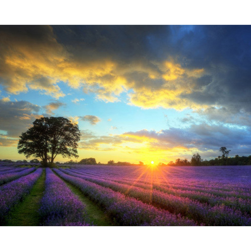 Sunset lavender