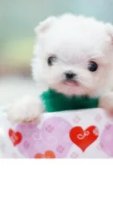 Personalized Dressing Up Dye For Dog Hair - Fresh Green
