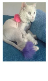 Personalized Dressing Up Dye For Dog Hair - Passion Purple