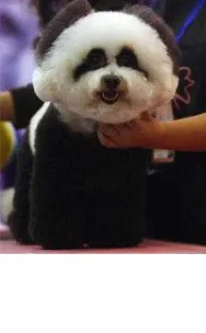 Personalized Dressing Up Dye For Dog Hair - Black Jade Black