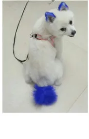 Personalized Dressing Up Dye For Dog Hair - Sapphire Blue