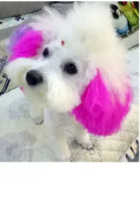 Personalized Dressing Up Dye For Dog Hair - Cute Pink