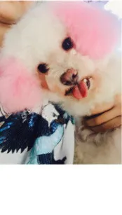 Personalized Dressing Up Dye For Dog Hair - Cherry Blossom Pink