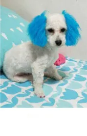 Personalized Dressing Up Dye For Dog Hair - Turquoise Green