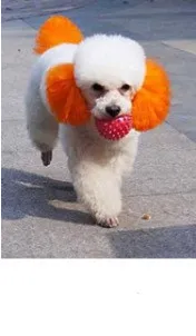 Personalized Dressing Up Dye For Dog Hair - Samba Orange