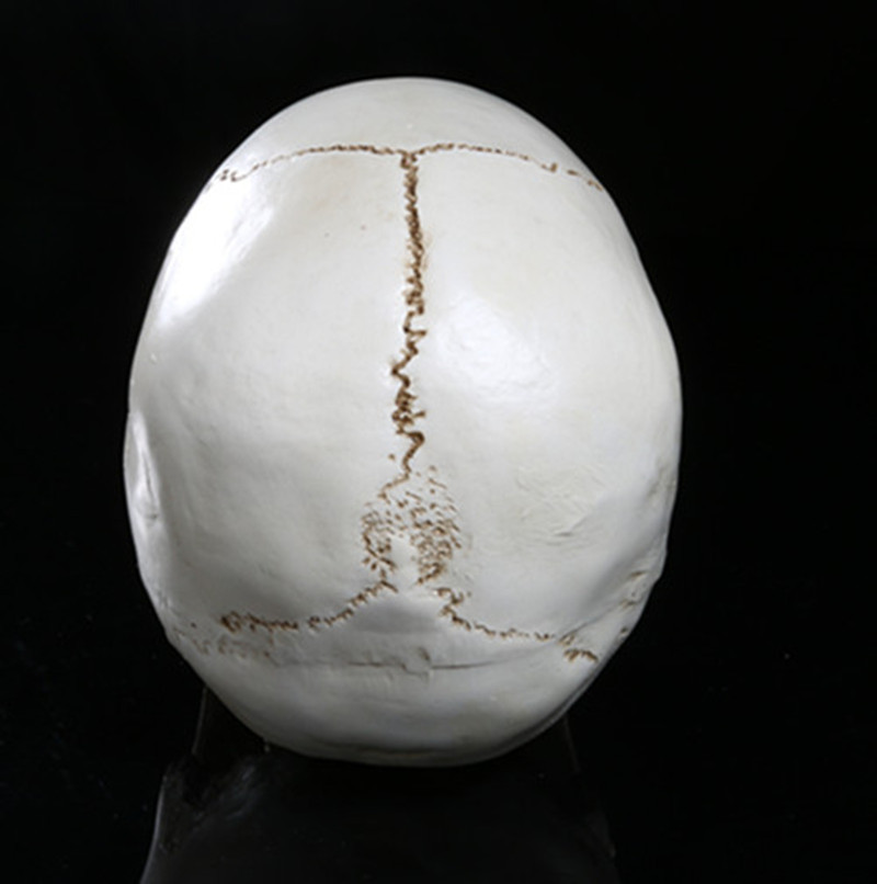 Resin skull ornament (RS 108)