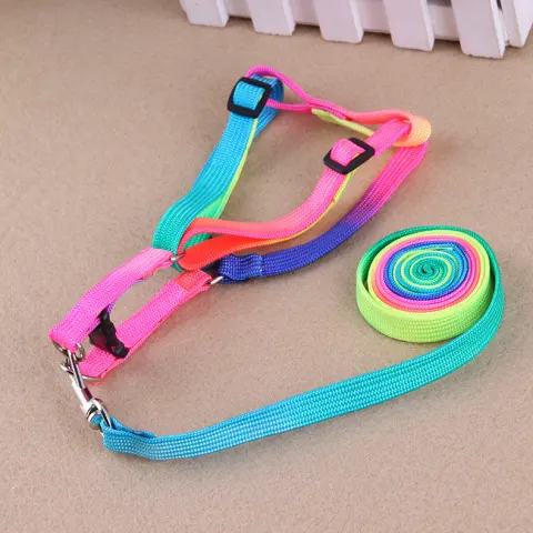 Leashes Colorful