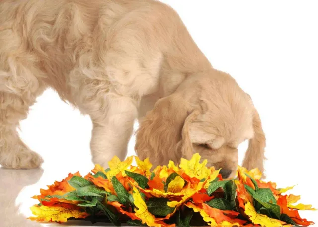 Pet jungle feeding mat Washable pet sniffing blanket - Shop at LoveMi