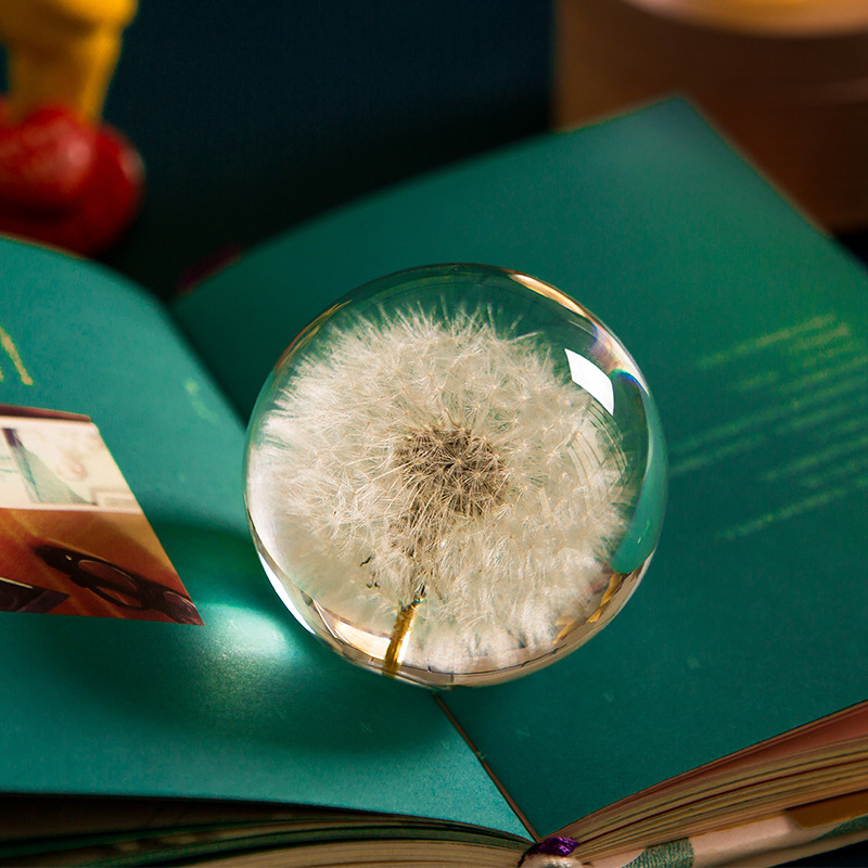 Dandelion flower plant specimen girl girlfriend birthday