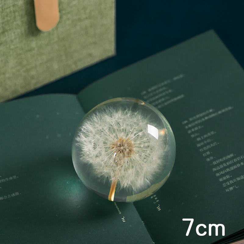 Dandelion flower plant specimen girl girlfriend birthday