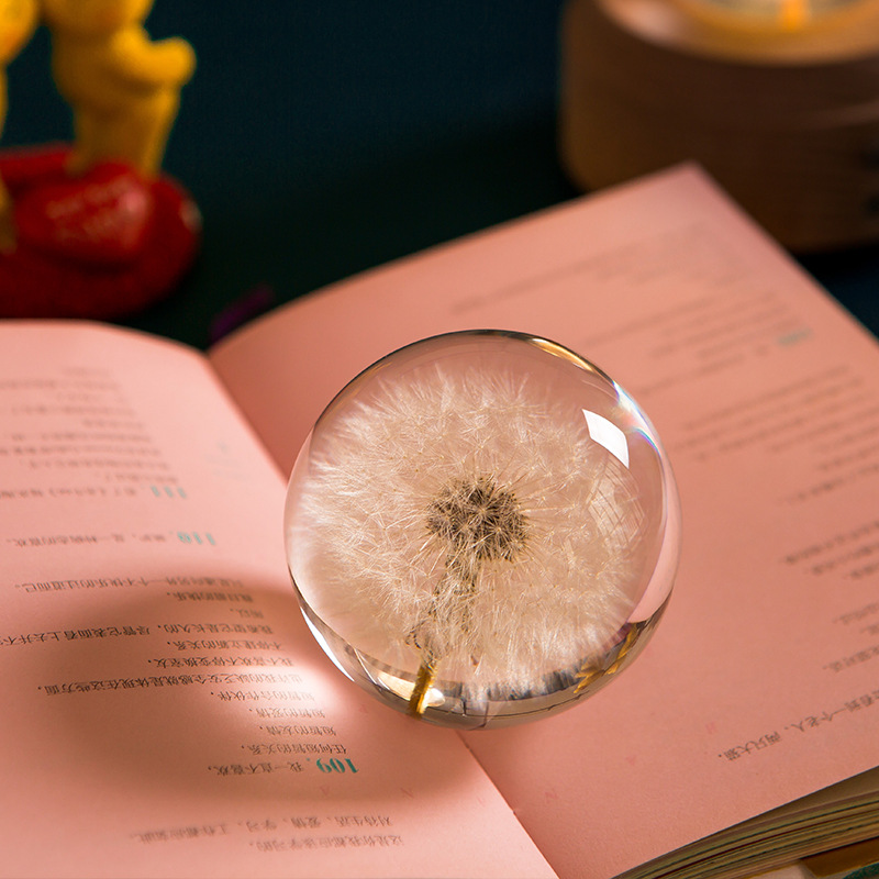 Dandelion flower plant specimen girl girlfriend birthday