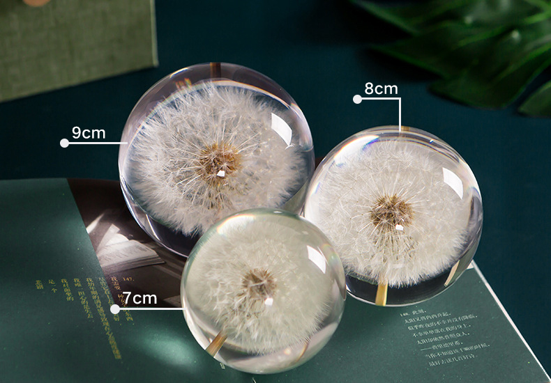 Dandelion flower plant specimen girl girlfriend birthday