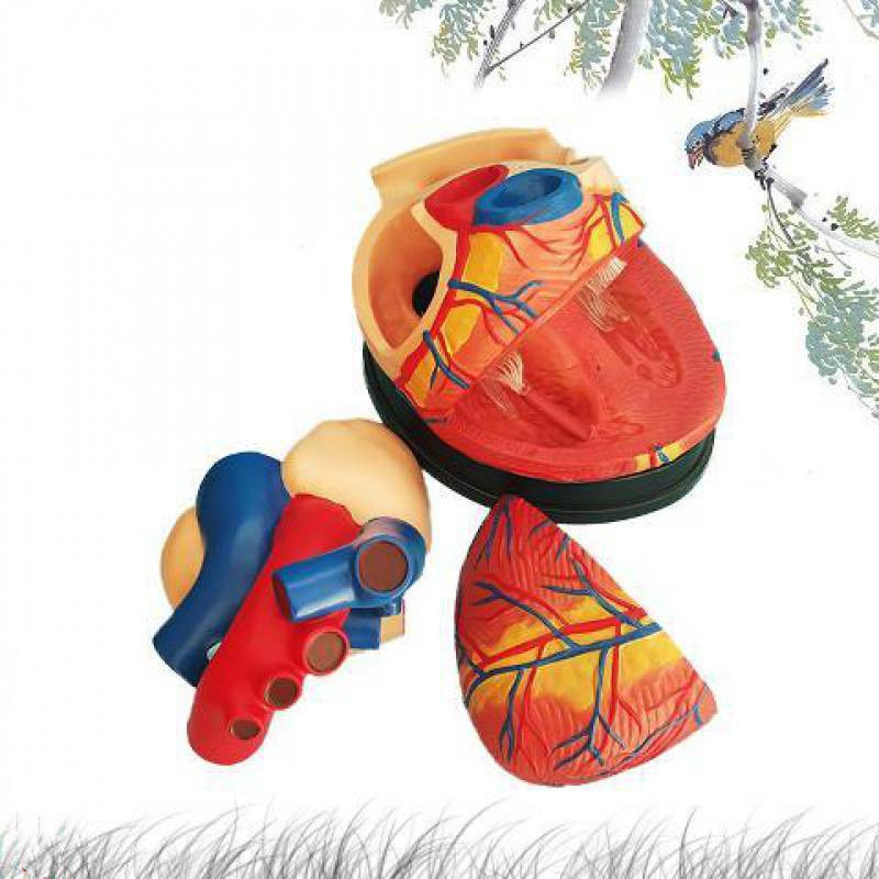 Standard Human Heart Model Anatomical Detachable Teaching