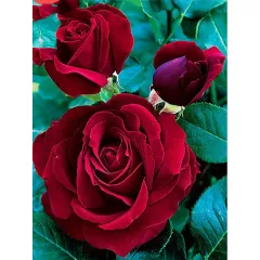 DIY 5D Diamond Painting Roses Flowers Rhinestones Mosaic Embroidery Kit - View 1
