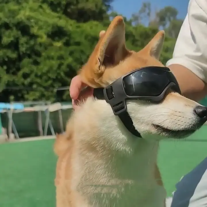 Pet and Dog UV Protective Goggles