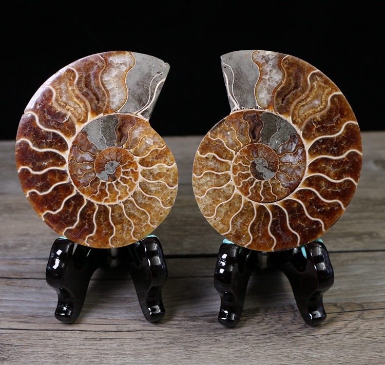 Fossil specimens true spot color snail ammonite fossil
