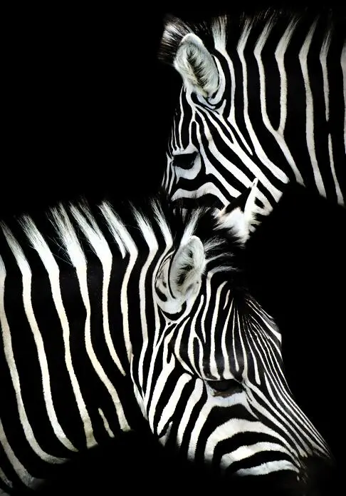 Canvas Animal Posters And Print Wall Decor Pf3378 - Shop at LoveMi