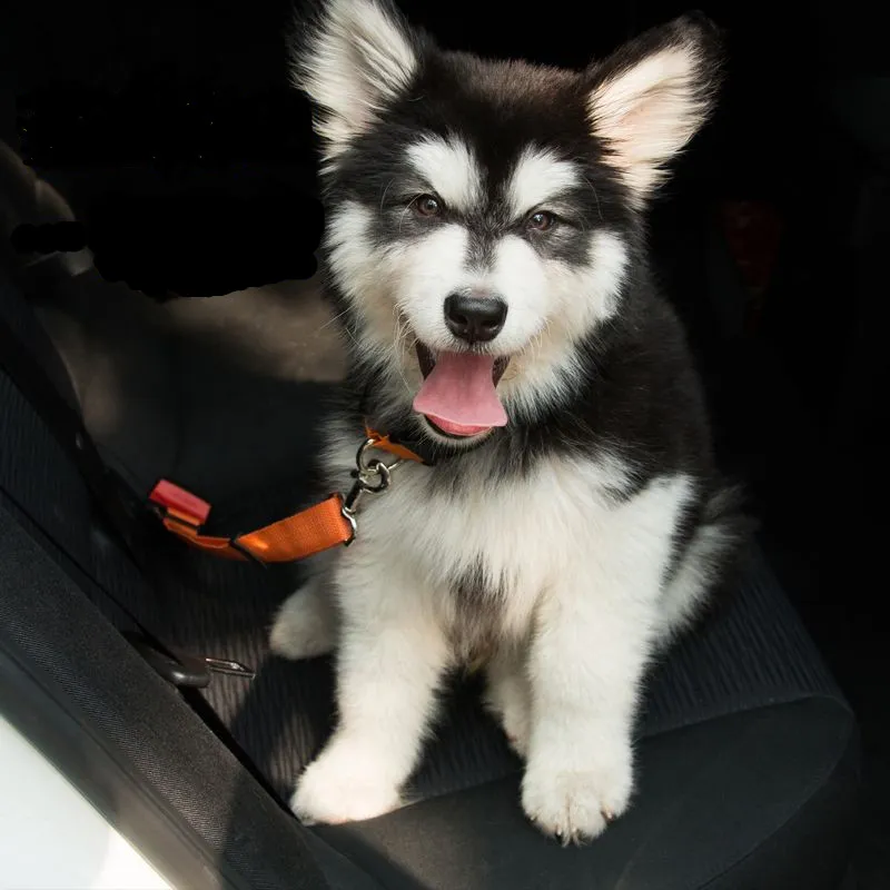 Adjustable Dog Seat Belt Dog Car Seatbelt Harness Leads Elastic Reflective Safety Rope – image 10