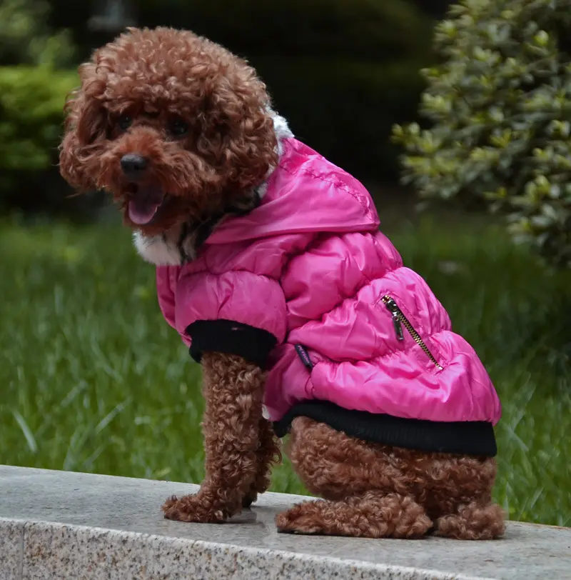 Zippered Cotton Padded Clothes